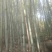 高山白竹春鲜笋，去皮，无污染源。