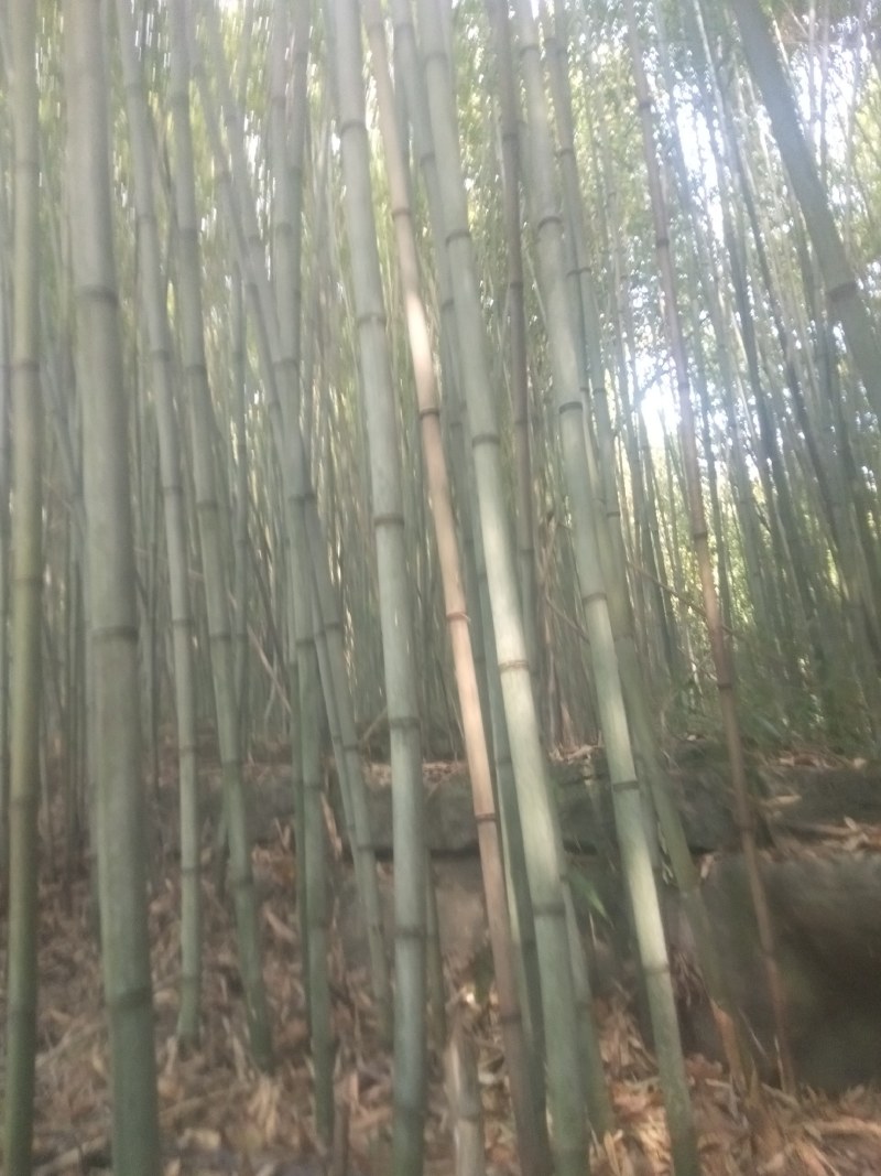 高山白竹春鲜笋，去皮，无污染源。