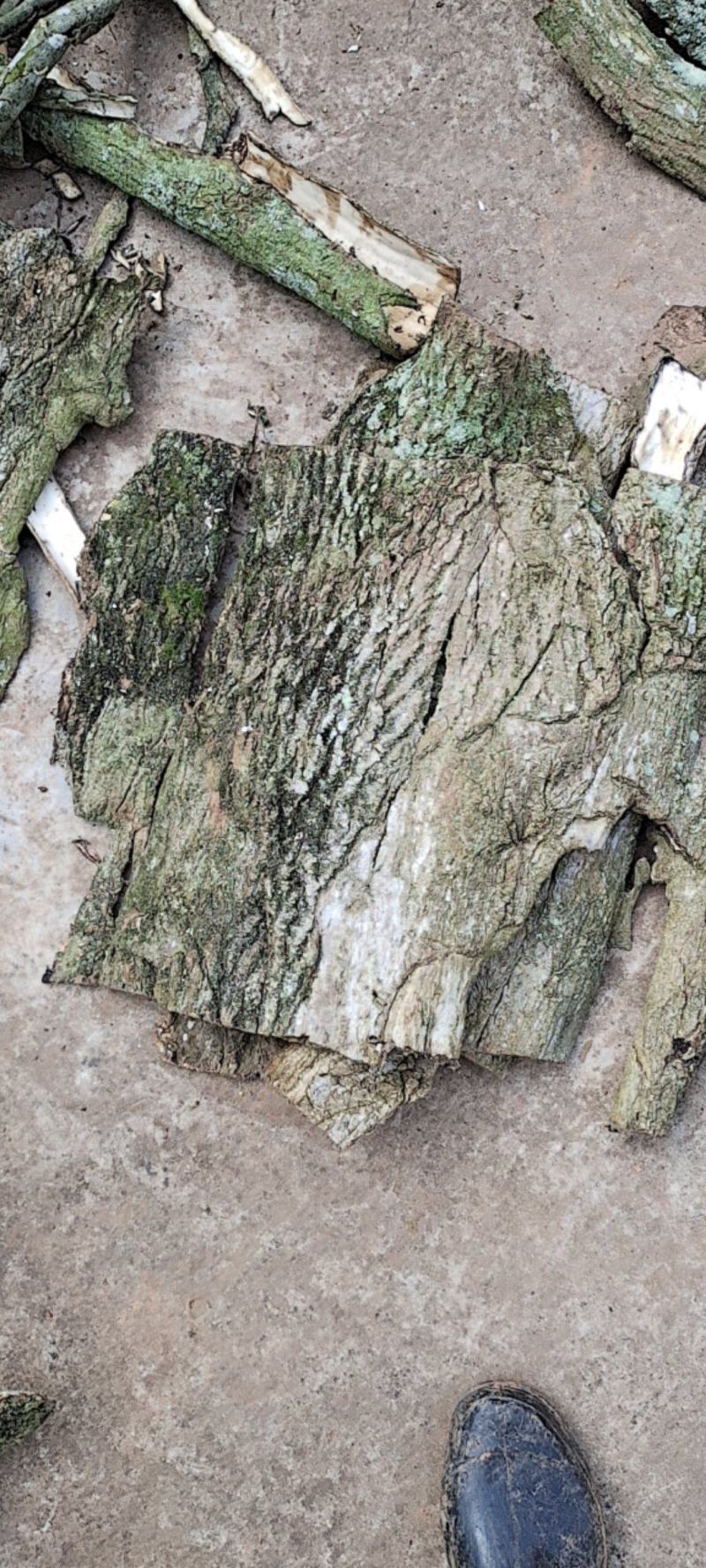 杜仲大量上市，对接各大市场，价格实惠，规格齐全
