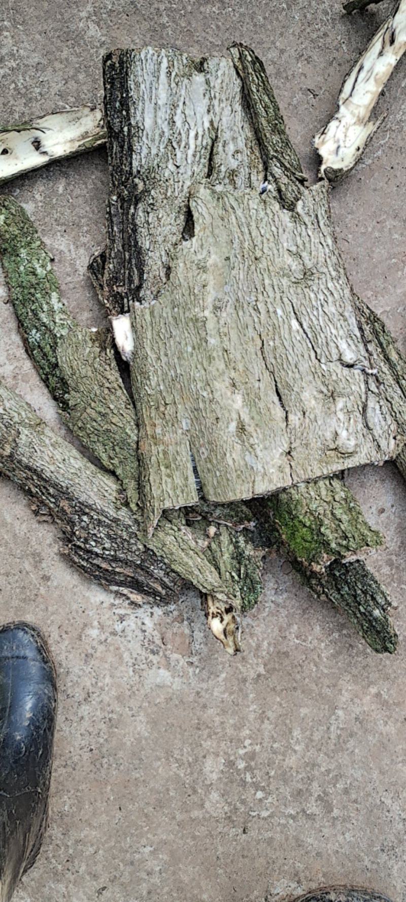 杜仲大量上市，对接各大市场，价格实惠，规格齐全
