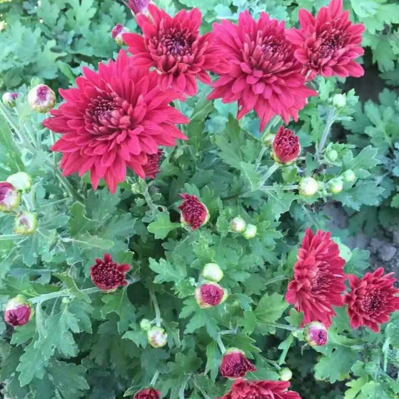 菊花地被菊。自产自销。批发价格