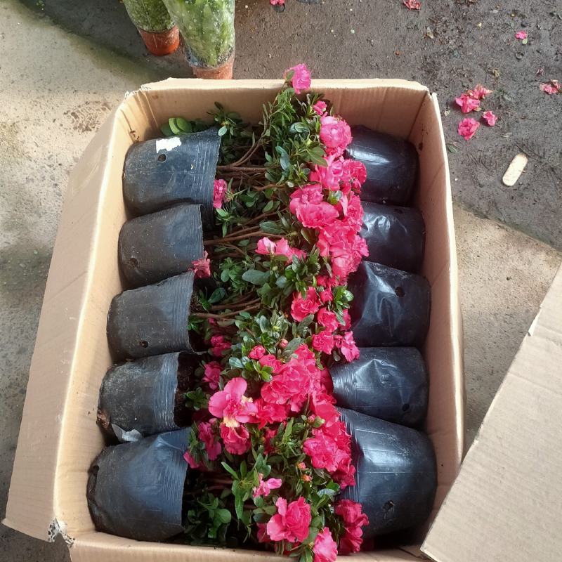(热销)梅红杜鹃花樱桃红等基地自产自销量大有货