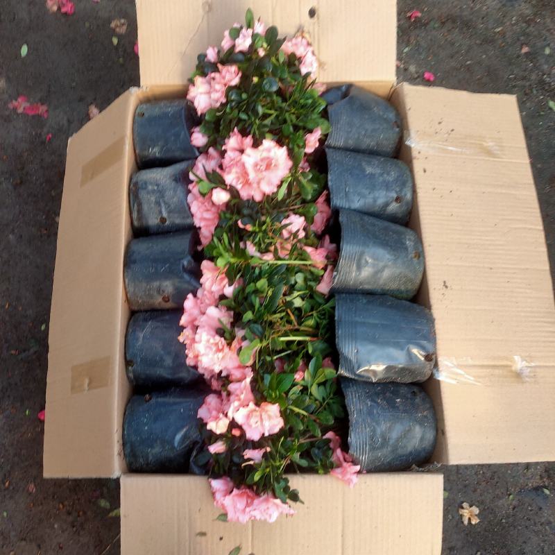 (热销)梅红杜鹃花樱桃红等基地自产自销量大有货