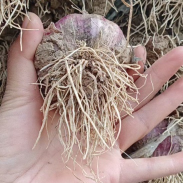 中牟紫皮大蒜品质好，货量大，随到随装支持线上交易可视频货