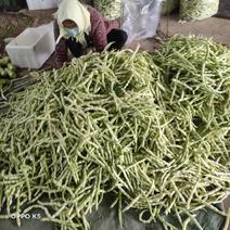 莒县优质芸豆，3月2号开始上市到7月30结束公平交易，