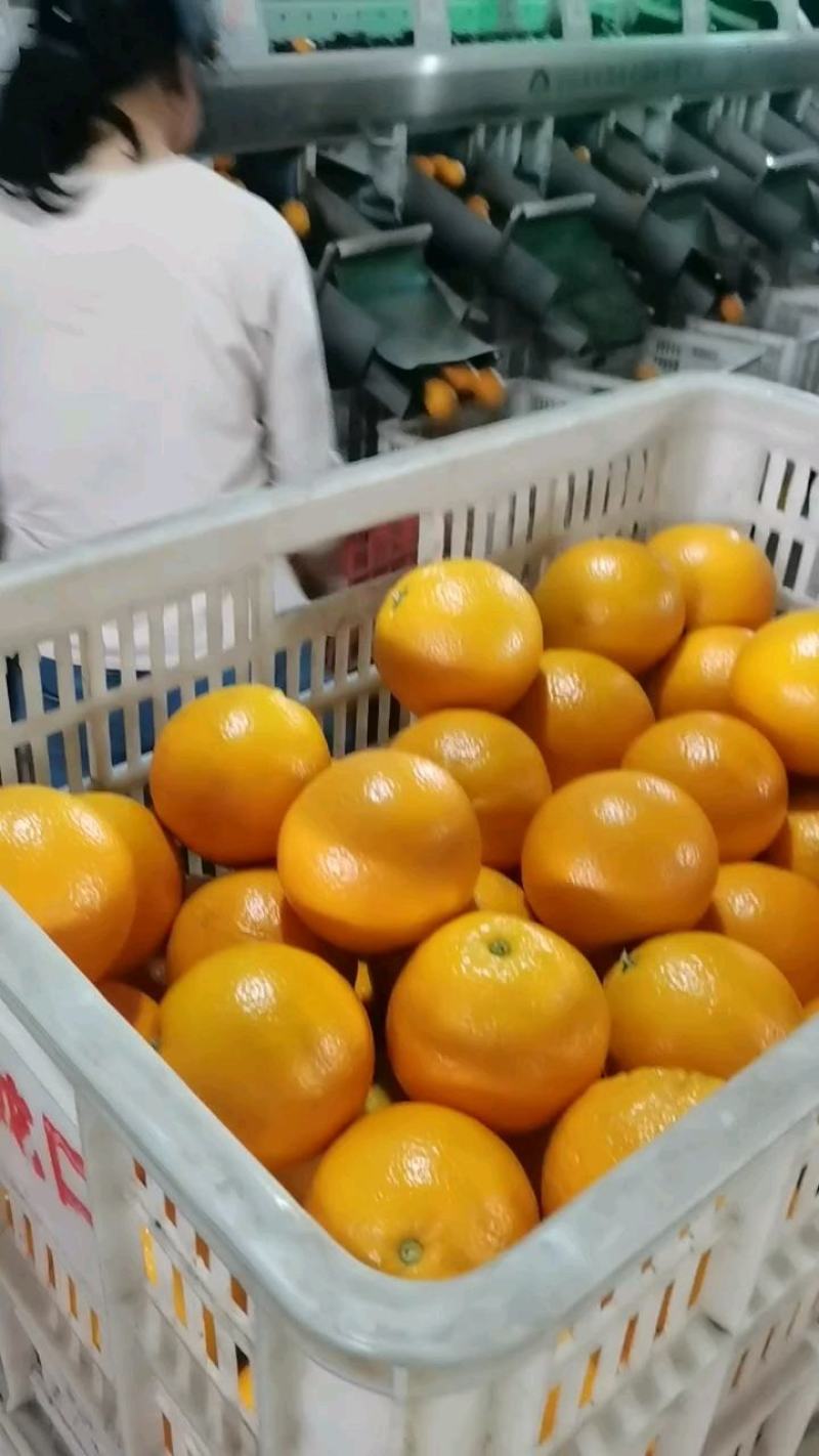 秭归夏橙（米奈），清香浓郁，皮薄果面靓，产地直供，现摘