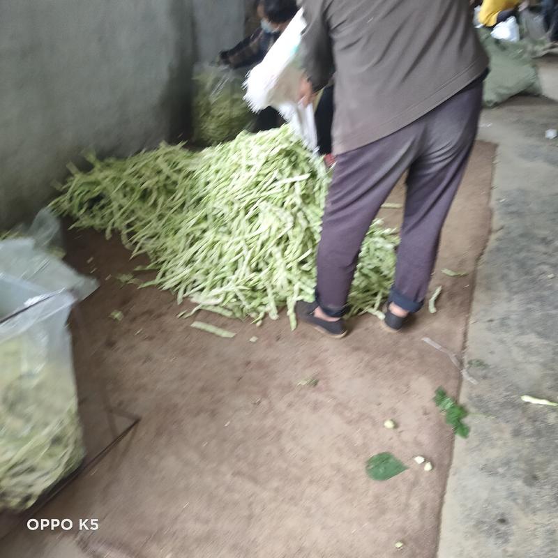 莒县优质芸豆，3月2号开始上市到7月30结束公平交易，