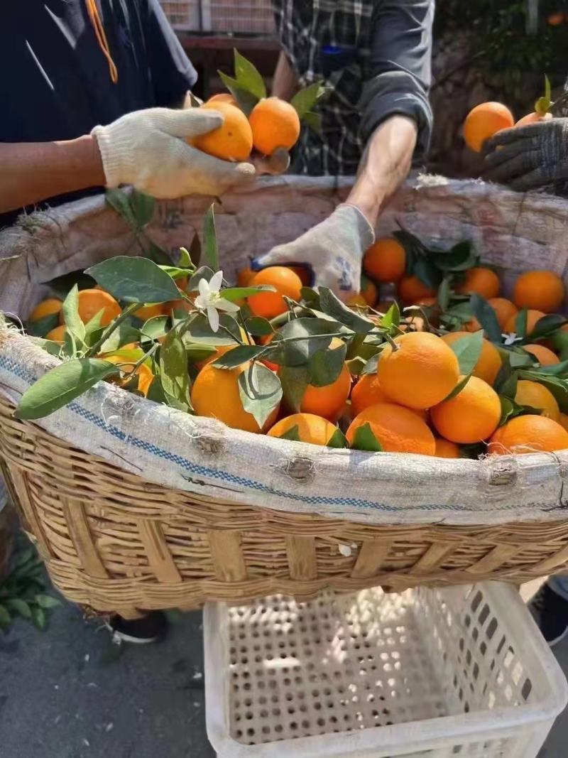 秭归夏橙（米奈），清香浓郁，皮薄果面靓，产地直供，现摘