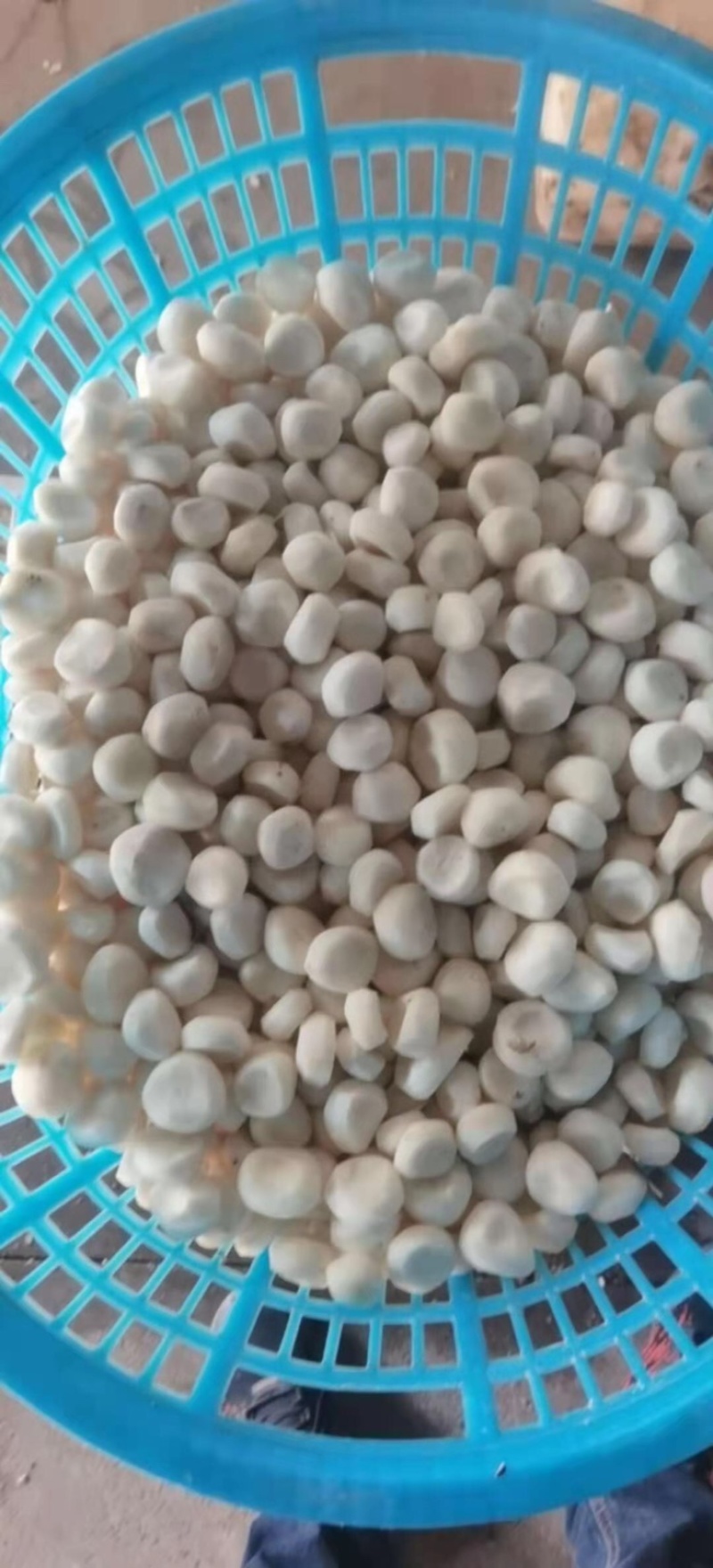 专业做真空去皮马蹄和现削去皮马蹄，不泡水