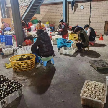 专业做真空去皮马蹄和现削去皮马蹄，不泡水