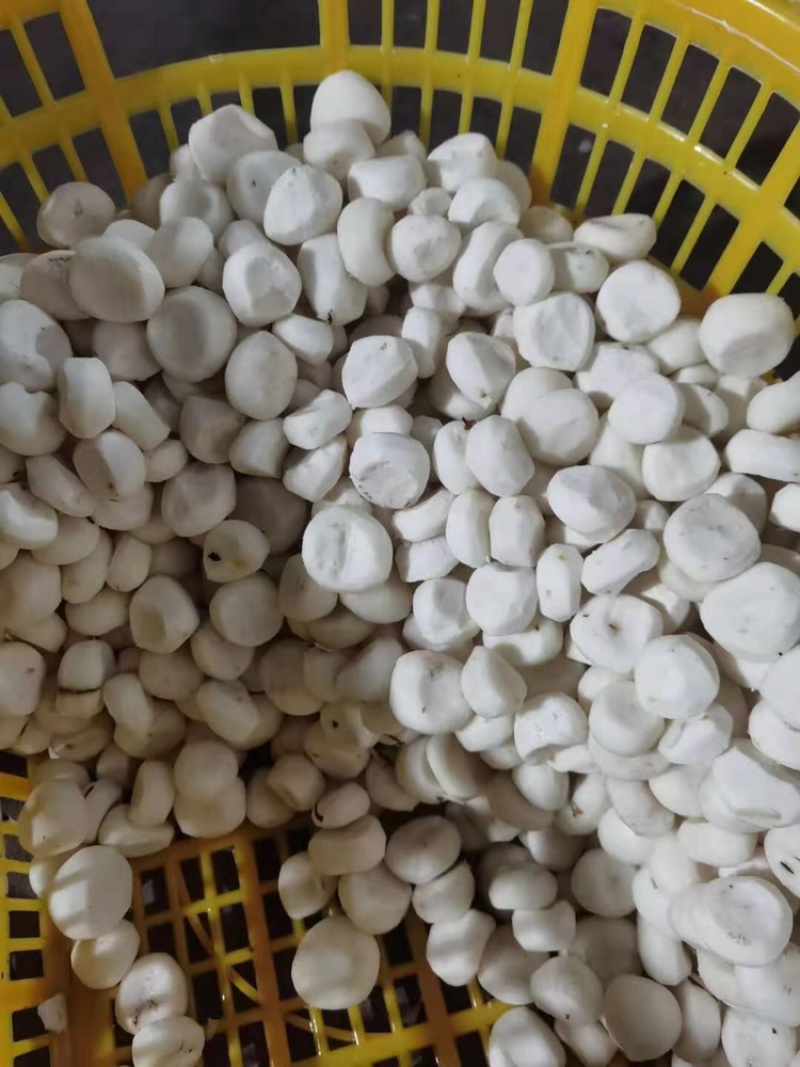专业做真空去皮马蹄和现削去皮马蹄，不泡水