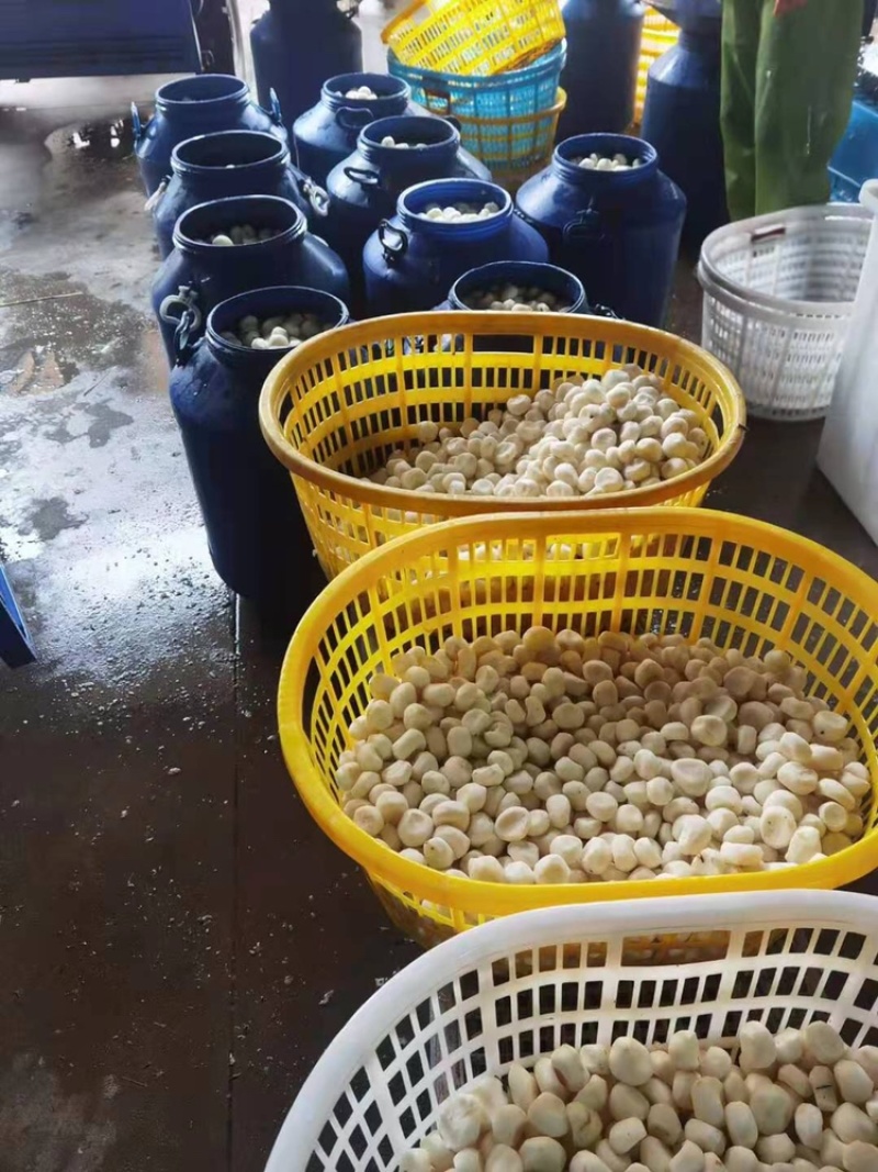 专业做真空去皮马蹄和现削去皮马蹄，不泡水
