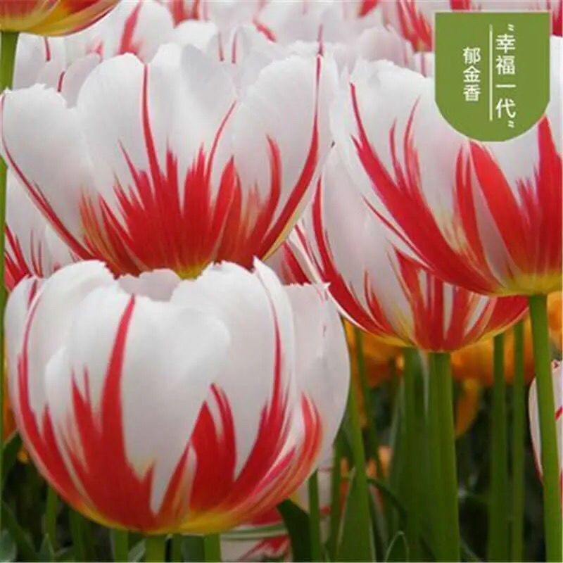 【荷兰郁金香】郁金香种球，四季种植水培土培花卉大球重瓣