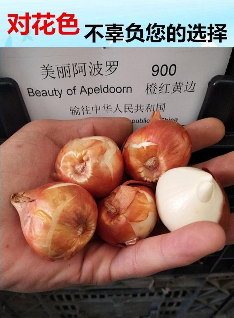 【荷兰郁金香】郁金香种球，四季种植水培土培花卉大球重瓣