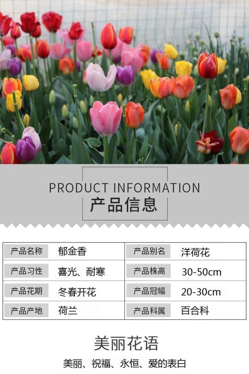 【荷兰郁金香】郁金香种球，四季种植水培土培花卉大球重瓣