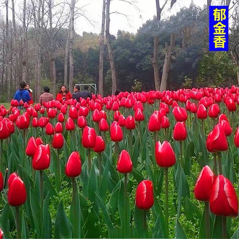 【荷兰郁金香】郁金香种球，四季种植水培土培花卉大球重瓣