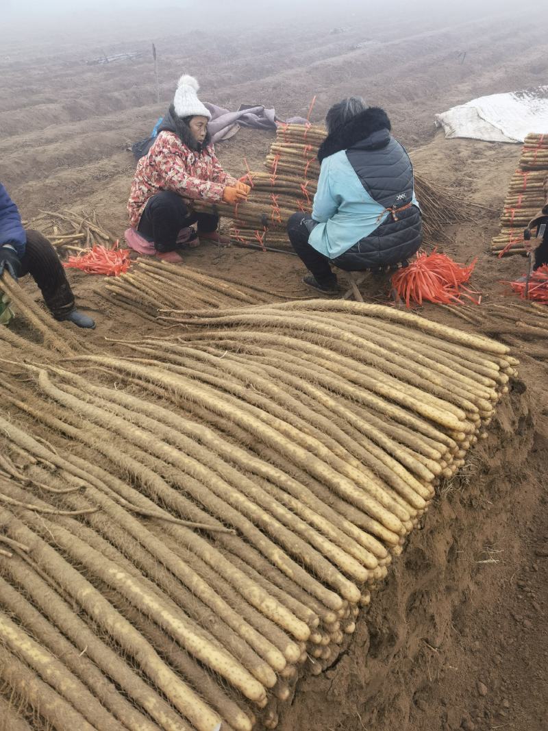 铁棍山药邯郸临漳铁杆山药条行直，颜色好，有粗度