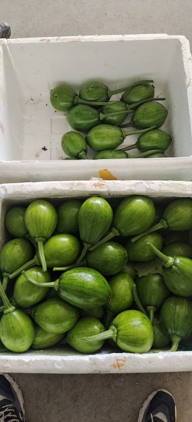 新鲜蔬菜小南瓜农家自种嫩南瓜小南瓜绿皮青南瓜嫩南瓜现摘小