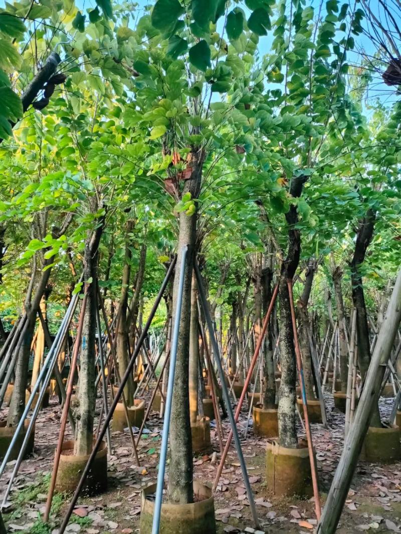 羊蹄甲，大量供应5～18分，欢迎各位老板来电咨询