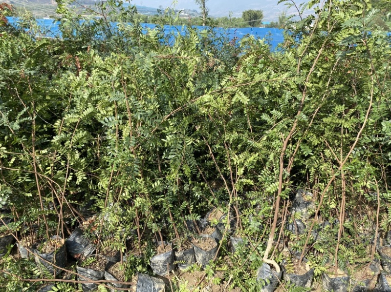 清香木苗，清香木袋苗，产地直销，批发价，不零售