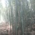 高山白竹春鲜笋，去皮，无污染源。