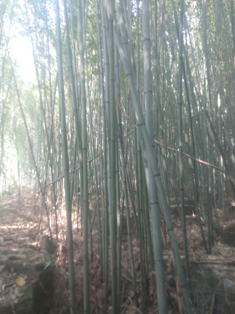 高山白竹春鲜笋，去皮，无污染源。