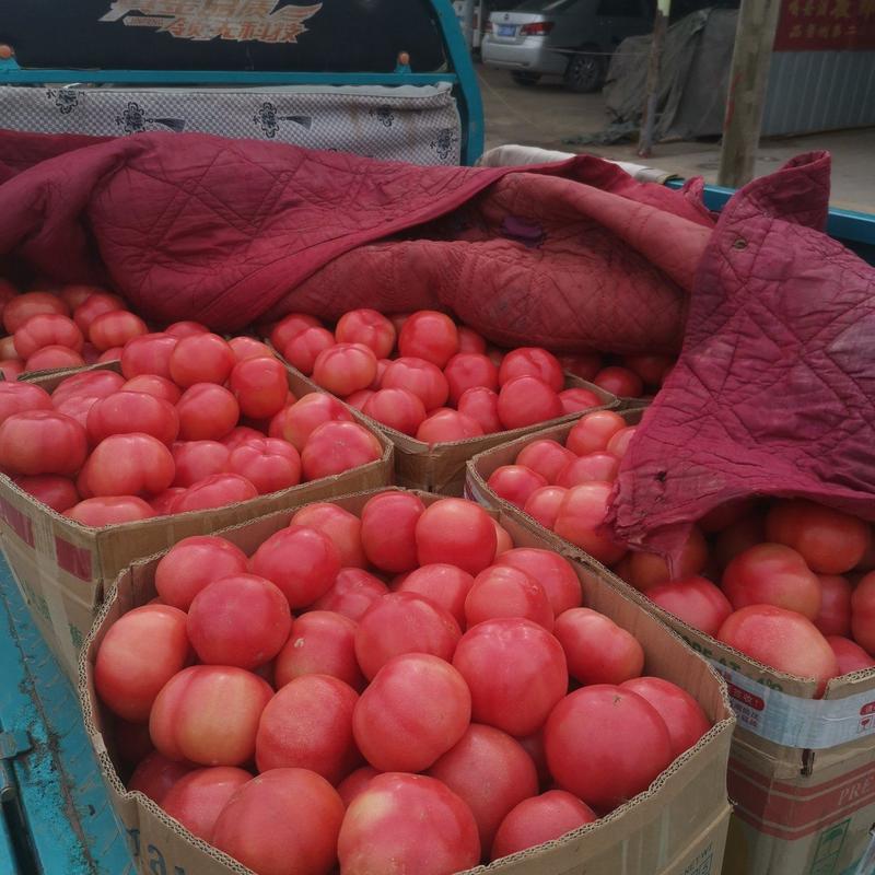大棚【硬粉西红柿】货源充足一手货源，价格公道，质量保证