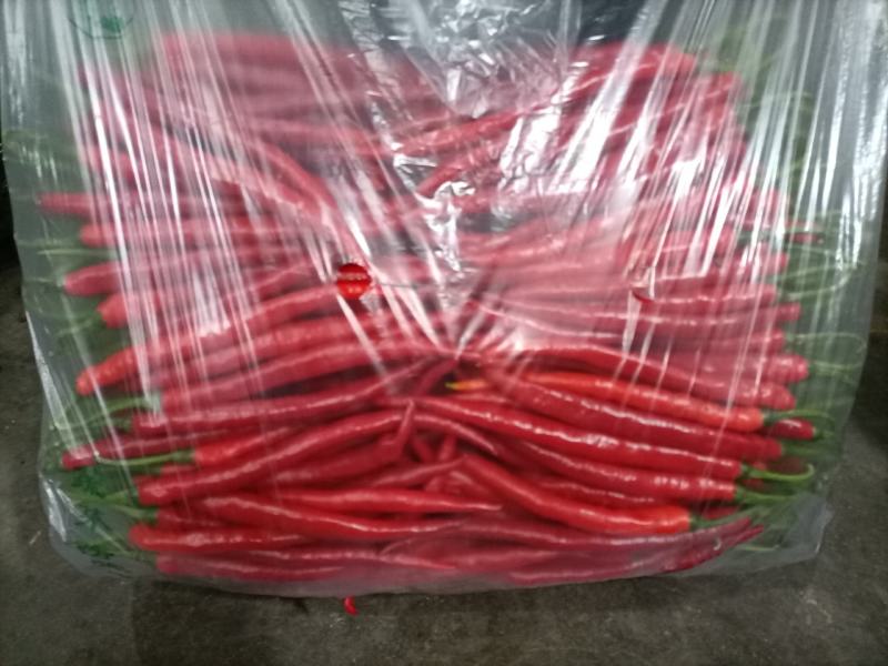 螺丝椒陕西基地直供手货源品质保证诚信经营欢迎采购