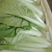 【白菜】优质小白菜一手货源冷库预冷品质保证全国发