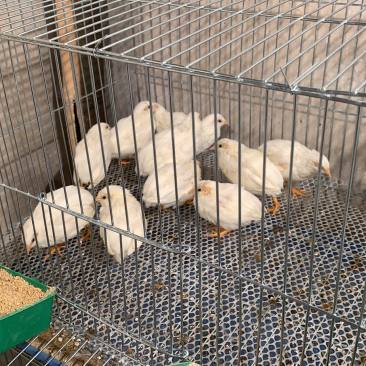 芦丁鸡受精蛋保60孵化率变异国产芦丁鸡种蛋