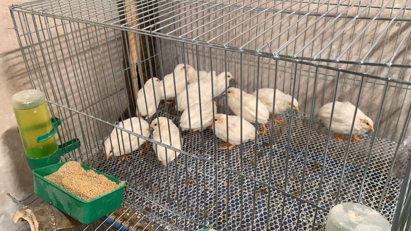 芦丁鸡受精蛋保60孵化率变异国产芦丁鸡种蛋