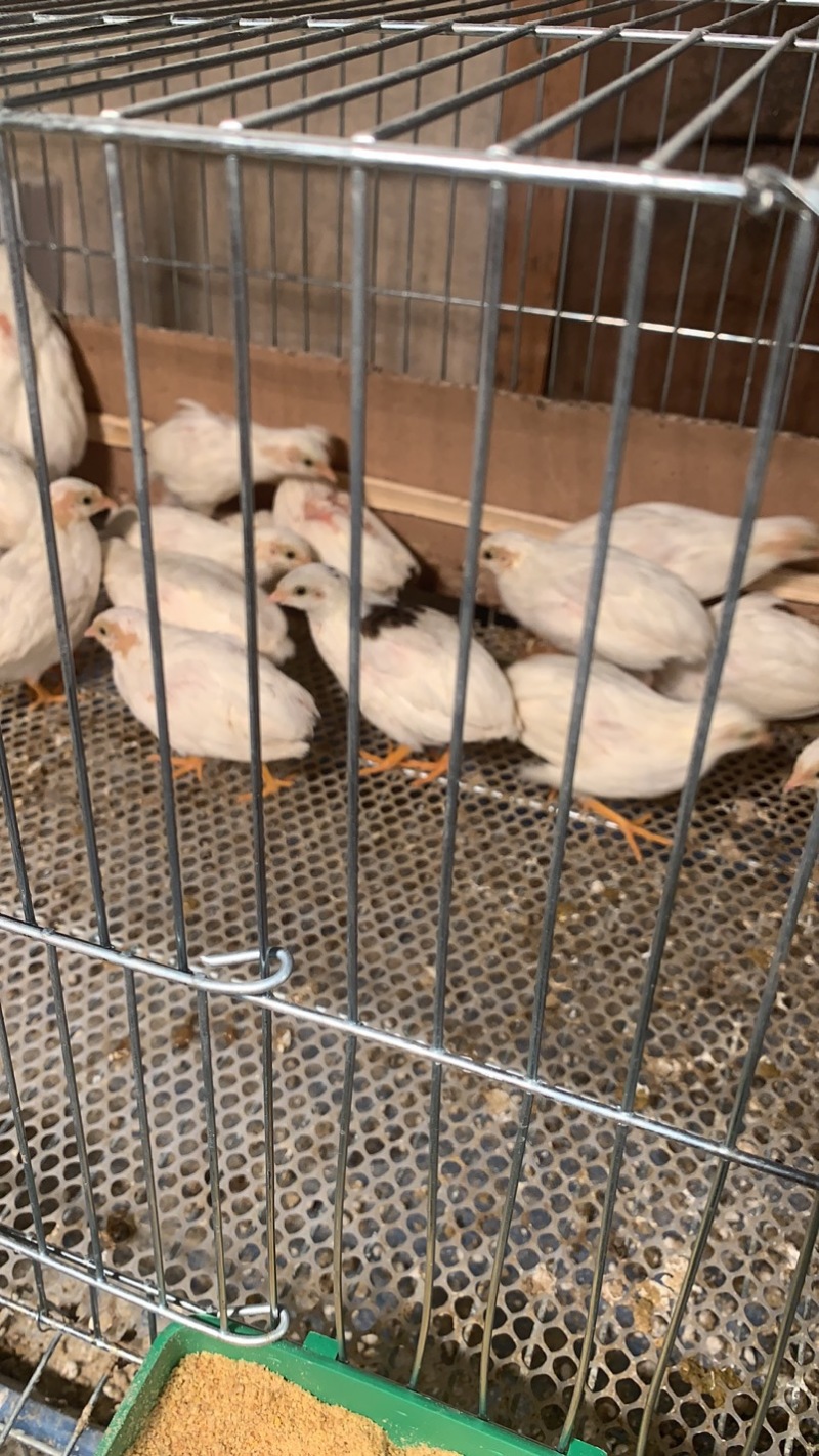 芦丁鸡受精蛋保60孵化率变异国产芦丁鸡种蛋
