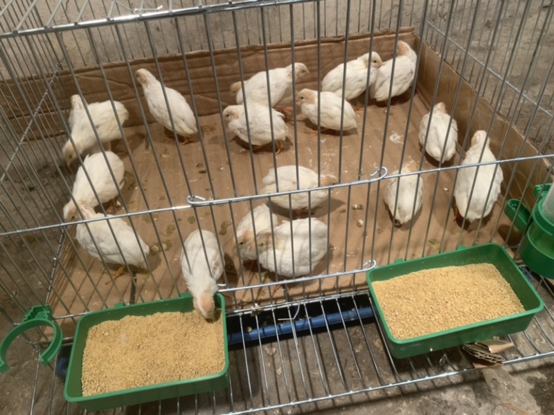 芦丁鸡受精蛋保60孵化率变异国产芦丁鸡种蛋