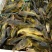 黄骨鱼苗品种好产量高包技术包饲料包回收个头大