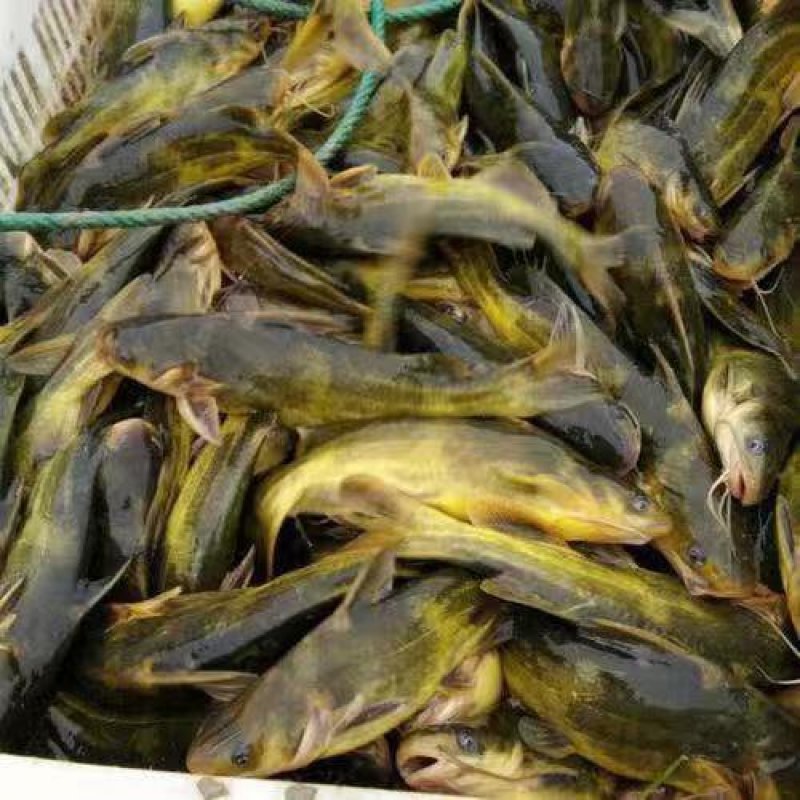 黄骨鱼苗品种好产量高包技术包饲料包回收个头大