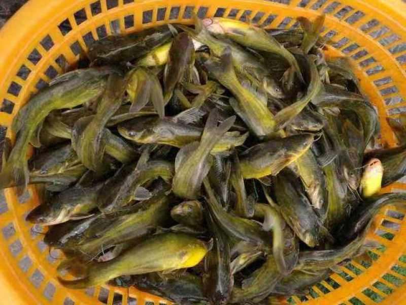 黄骨鱼苗品种好产量高包技术包饲料包回收个头大