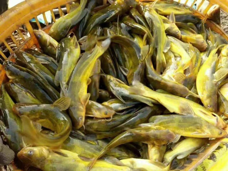 黄骨鱼苗品种好产量高包技术包饲料包回收个头大