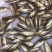 精品鲈鱼苗品种好价格优成活率高包技术包回收