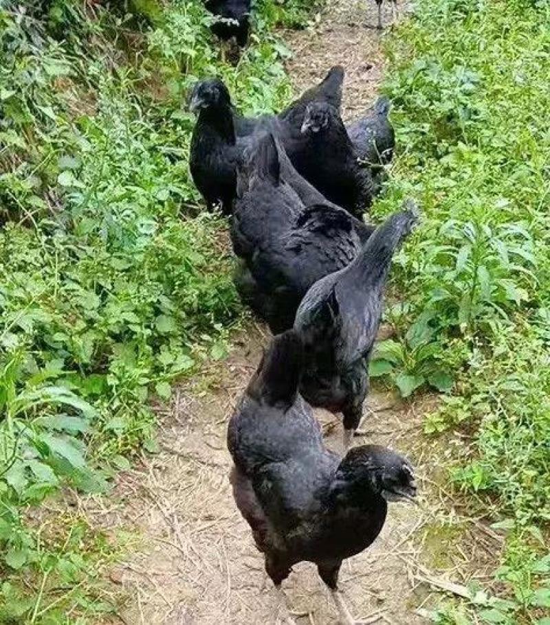 绿壳蛋鸡五黑一绿高产绿壳蛋鸡苗，半斤脱温鸡