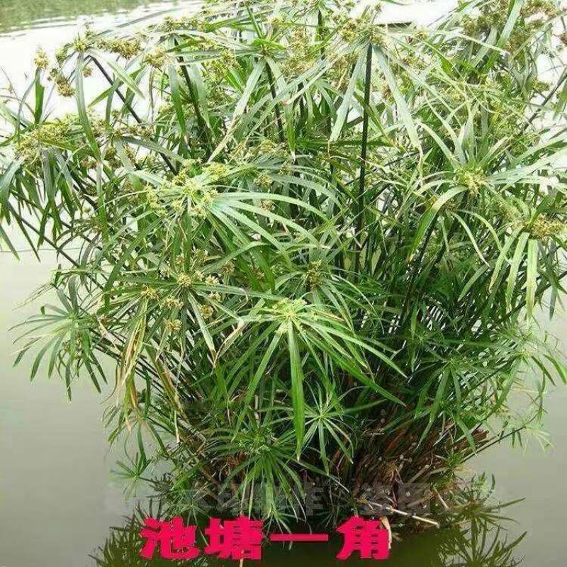 水生水培植物龟水竹盆栽水棕竹鱼缸水池塘旱伞草风车草苗