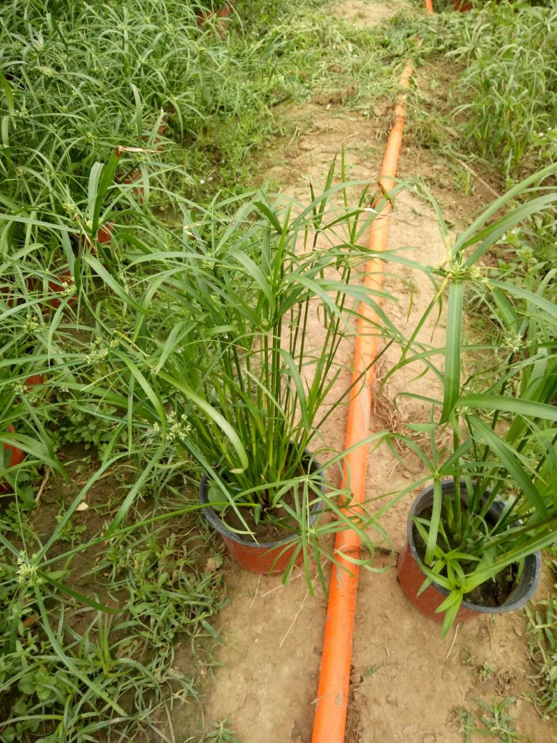 水生水培植物龟水竹盆栽水棕竹鱼缸水池塘旱伞草风车草苗