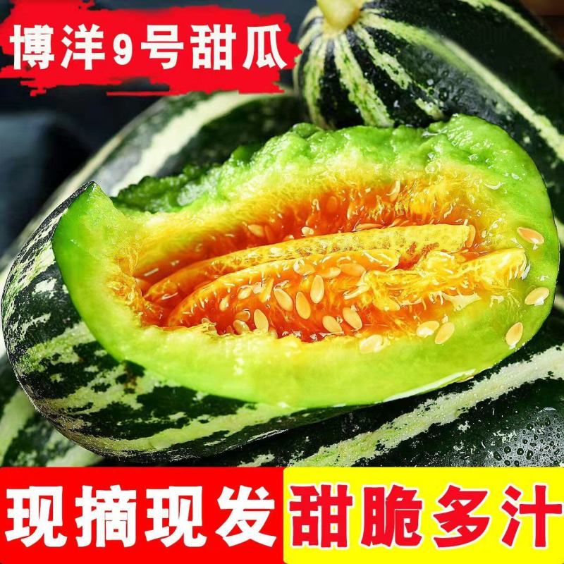 【精品】博洋9号，单县博洋9号，品质保证，欢迎实地看货
