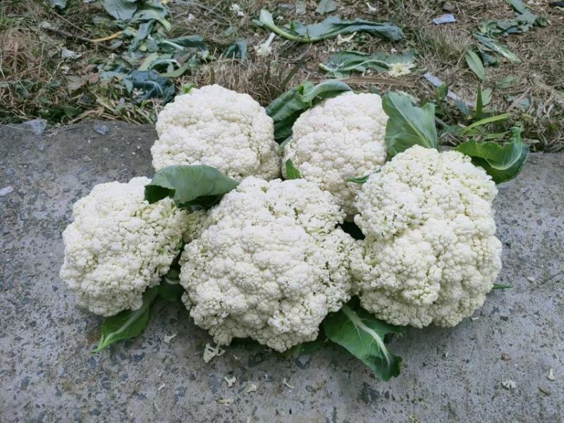 精品松花