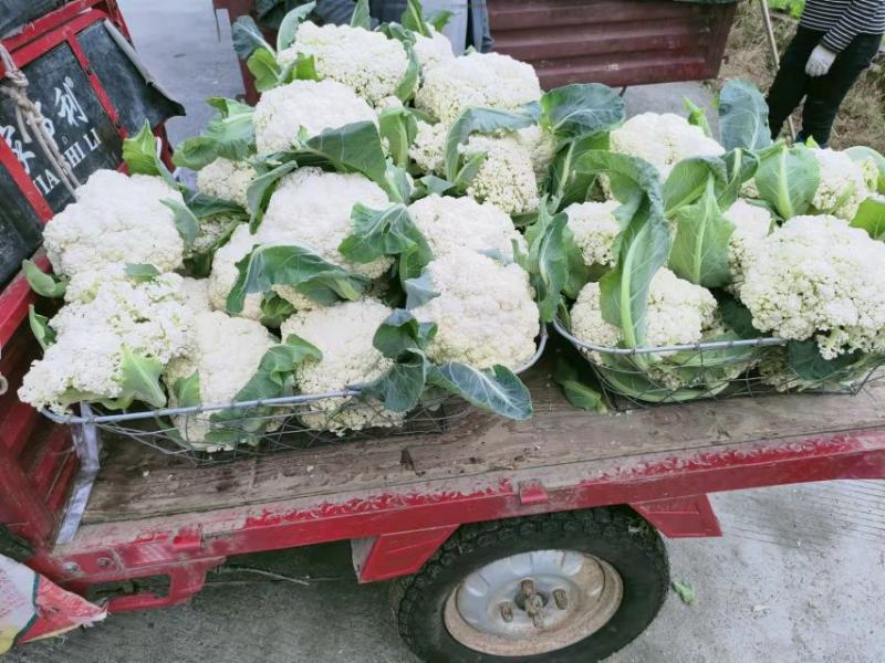 精品松花