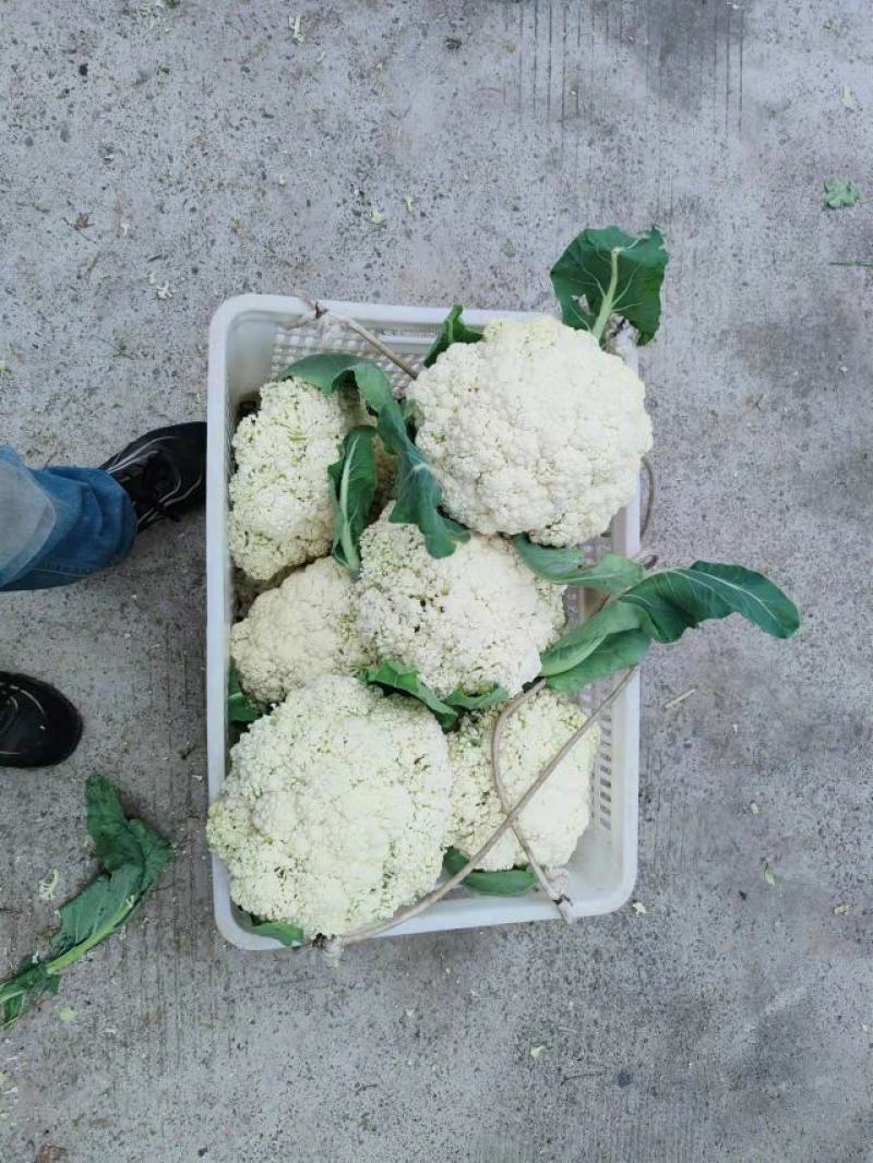 精品松花