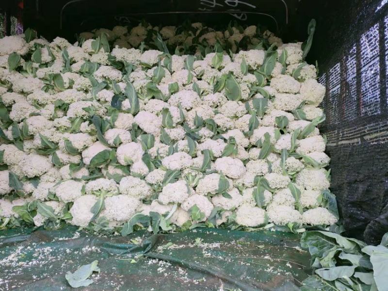 精品松花