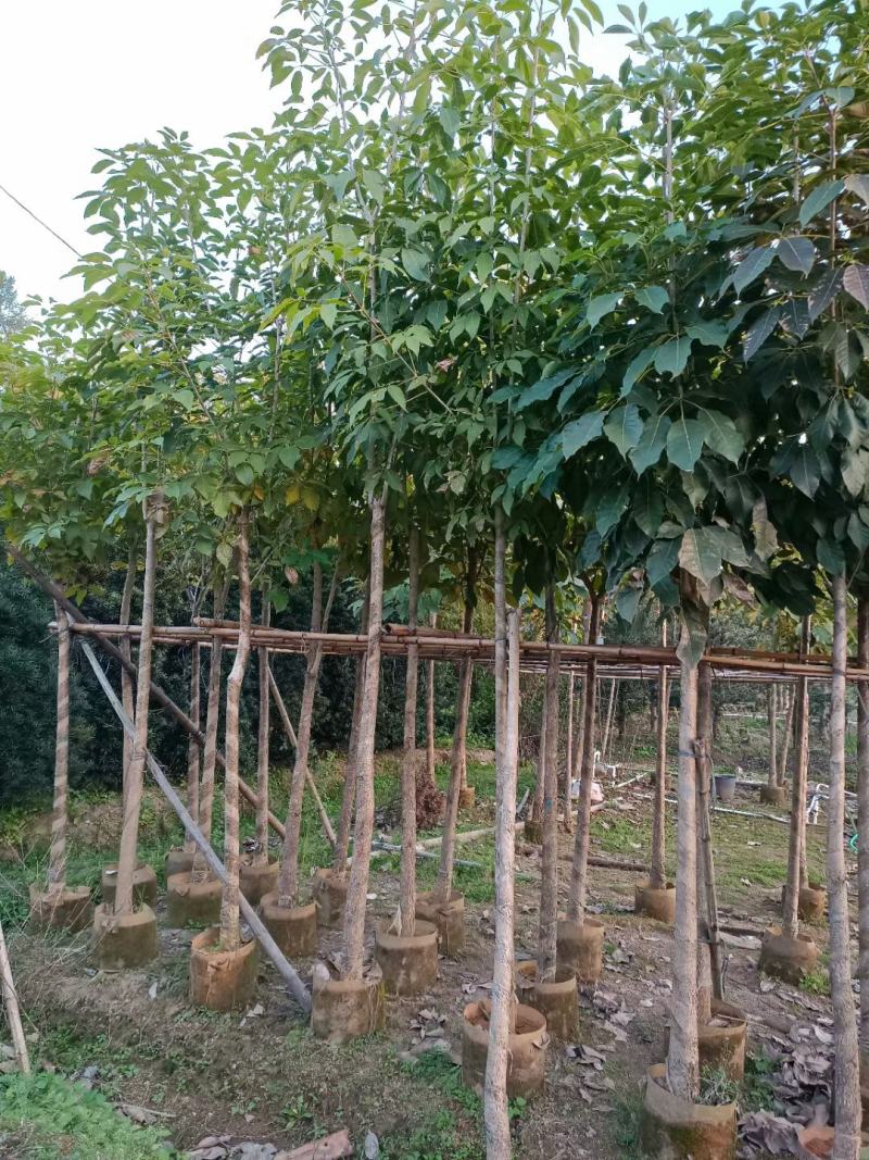 红花风铃木5～8分，大量现货，欢迎各位老板来电咨询