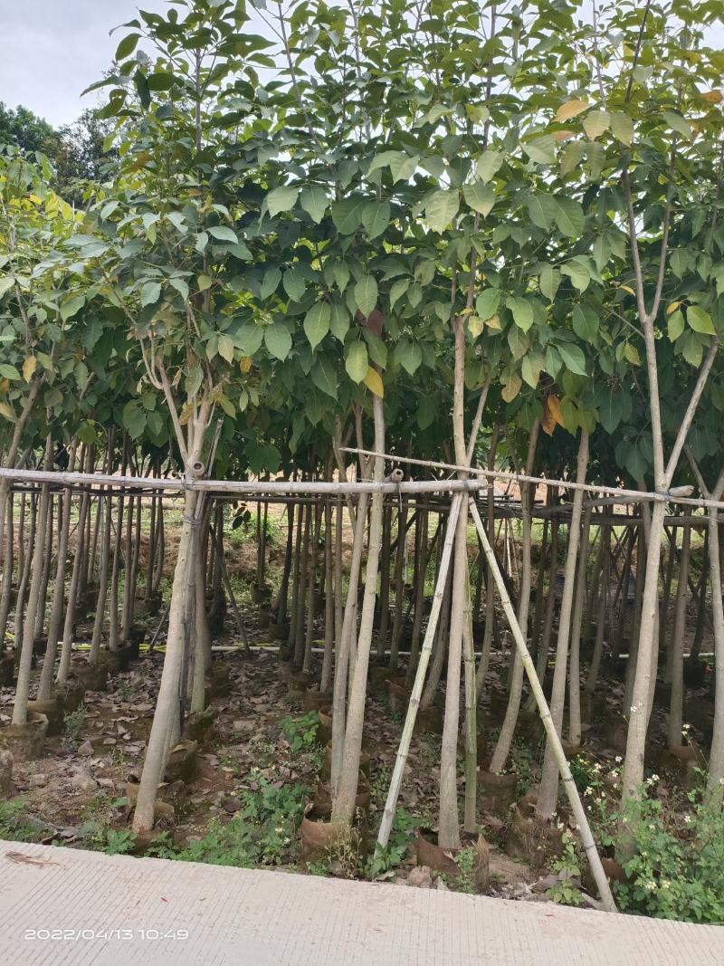 红花风铃木5～8分，大量现货，欢迎各位老板来电咨询