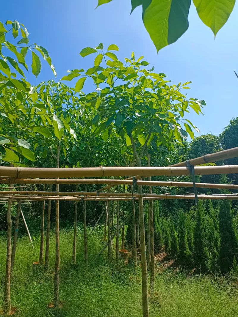 红花风铃木5～8分，大量现货，欢迎各位老板来电咨询