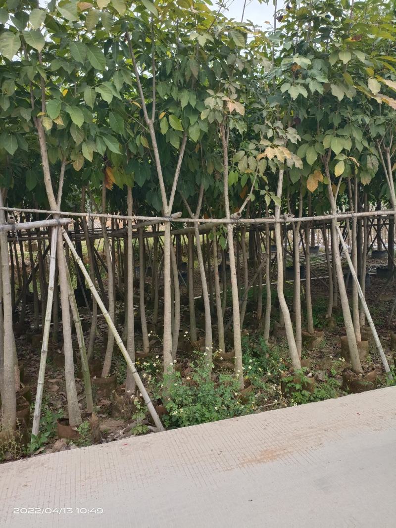 红花风铃木5～8分，大量现货，欢迎各位老板来电咨询